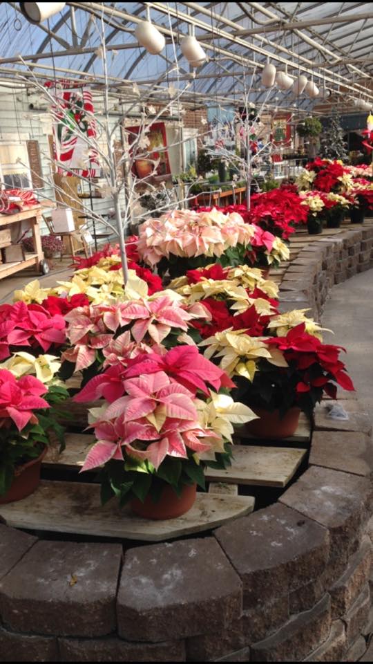 Flowers and plants for the holidays